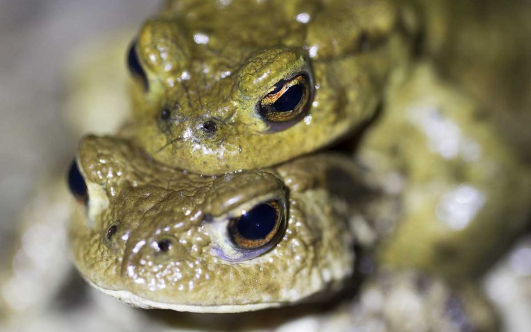 Chantier participatif – Extension du crapauduc en plaine de Sorques