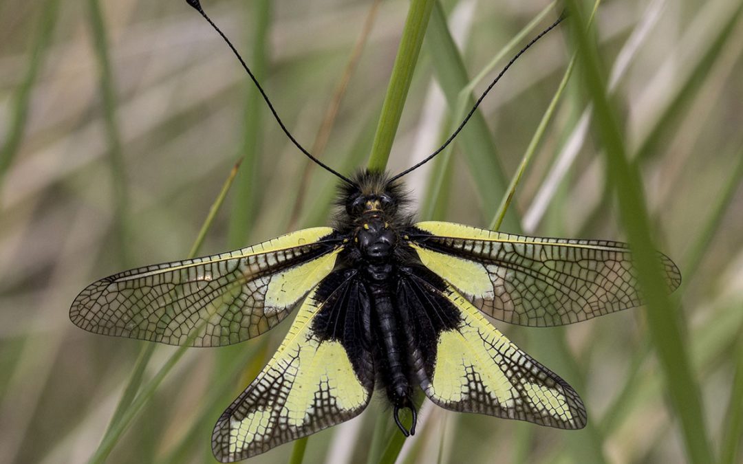 Appel à don pour PRO NATURA Ile de France