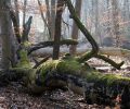 L’ANVL et l’ONF animent le réseau Natura 2000 sur le massif de Fontainebleau