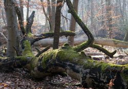 L’ANVL et l’ONF animent le réseau Natura 2000 sur le massif de Fontainebleau