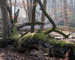 L’ANVL et l’ONF animent le réseau Natura 2000 sur le massif de Fontainebleau