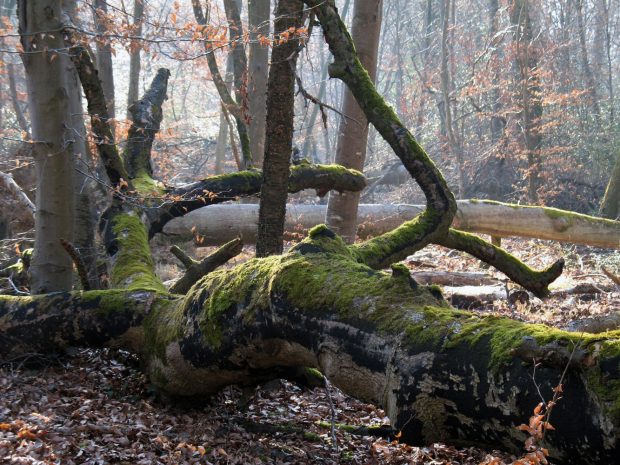 L’ANVL et l’ONF animent le réseau Natura 2000 sur le massif de Fontainebleau