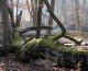 L’ANVL et l’ONF animent le réseau Natura 2000 sur le massif de Fontainebleau