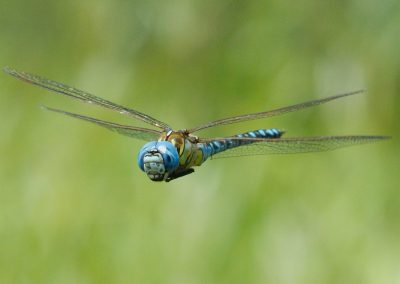 Libellule qui vole en gros plan