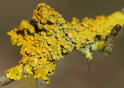 Tres gros plan lichens