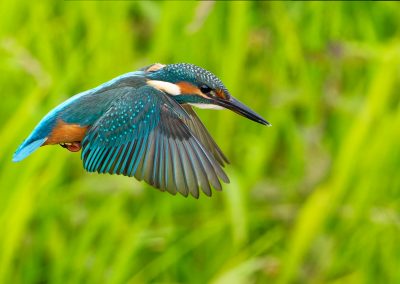 Oiseau Martin-pêcheur d'Europe qui s'envole