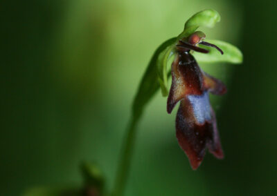 Photo d'une orchidée ombragée