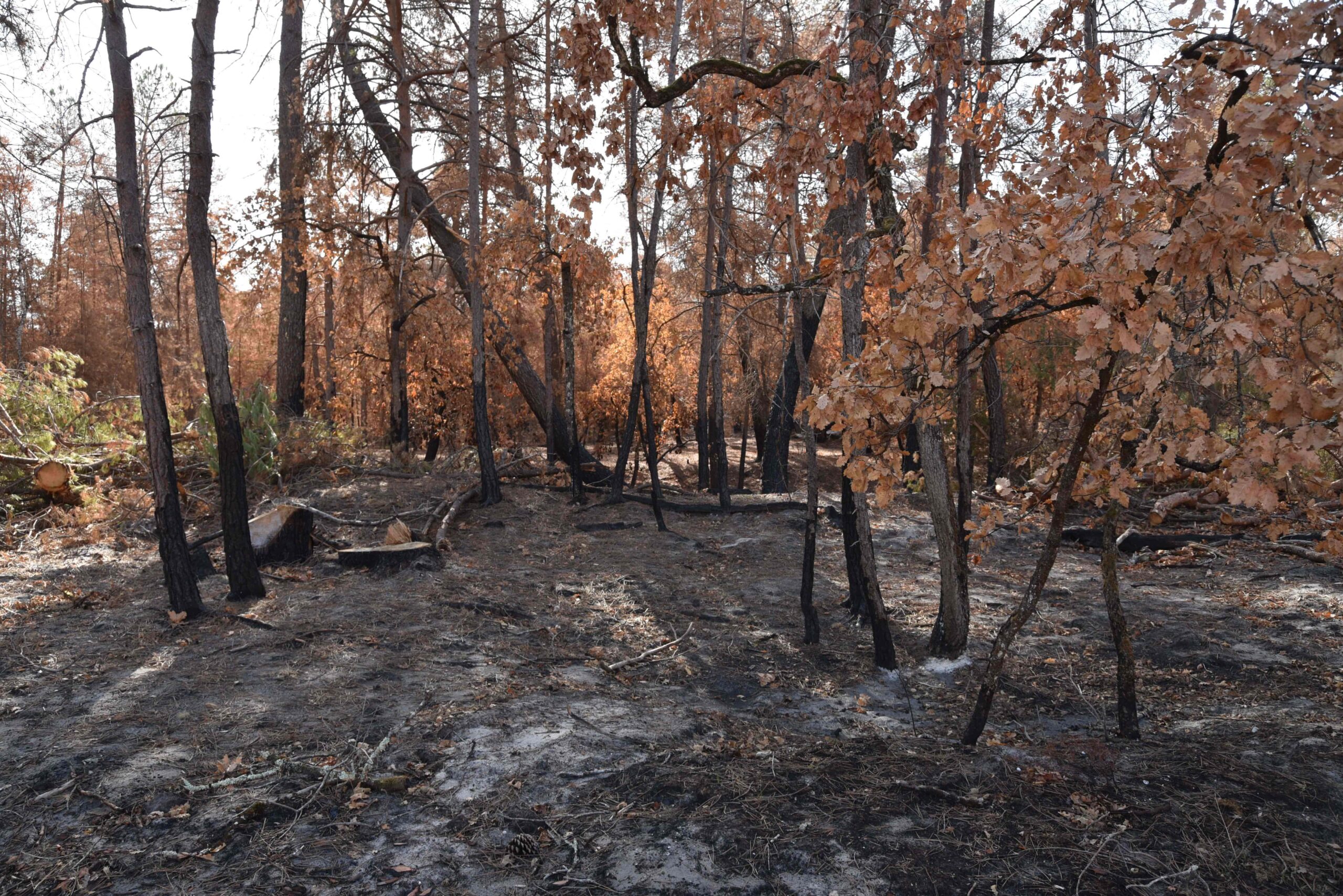 Après les feux de juillet 2026 à Fontainebleau : quel avenir pour le massif forestier ?